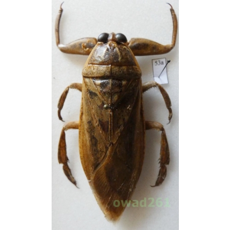 Lethocerus grandis (Linnaeus, 1758) 74mm Thailand53a